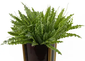 40cm Artificial Crocodile Fern Plant