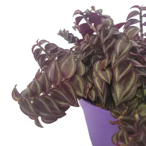 House Plant - Wandering Dude - Purple Passion - 12 cm Pot size - 10-20 cm Tall - Tradescantia Fluminensis - Indoor Plant