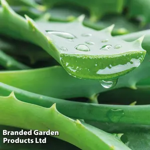 Aloe Vera 10.5cm Potted Plantx 3 + Incredi Houseplant Drip Feeder 30ml Bottle 1 Unit x 3