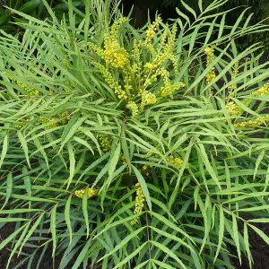 Mahonia Soft Caress Garden Shrub - Fragrant Yellow Flowers, Compact Size (20-30cm Height Including Pot)