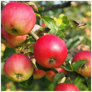 Dwarf Patio Discovery Apple Tree, Ready to Fruit, Crisp,Juicy, Strawberry Taste 3FATPIGS