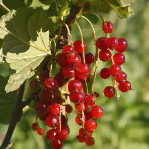 Lincolnshire Fruits Rovada Potted 1 Litre Red Currants