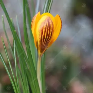 Crocus Fuscotinctus Flowering Bulbs (1000 Pack)