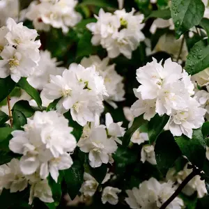 Minnesota Snowflake Mock Orange Shrub Plant Philadelphus 7.5L Pot