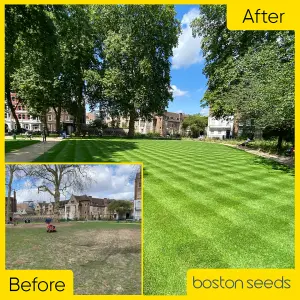 BS Quality Hard Wearing Lawn Seed (1 x 5kg)