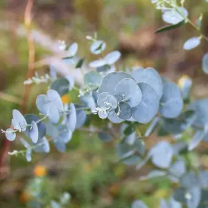 3 x Eucalyptus cinerea 'Silver Dollar' in 9cm Pot - Evergreen Shrub - Cider Gum Tree