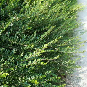 50 Lonicera Nitida In 9cm Pot Hedging Box Honeysuckle Tree Plant 3FATPIGS