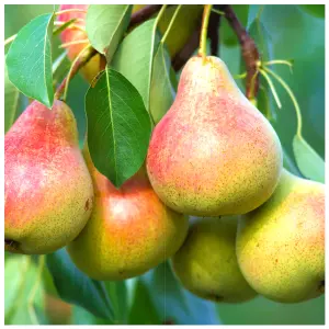 Clapp's Favourite Pear Tree 4-5ft Tall, Juicy Dessert Pear With Sweet Flavour