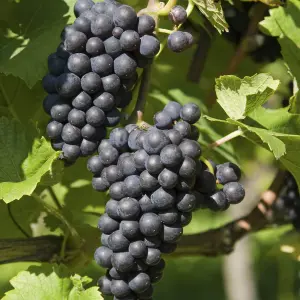 Grape Boskoop Glory - Vitis Fruit Plant in 12cm Pot - Great for UK Climates