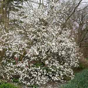 Star Magnolia Outdoor Shrub Plant Magnolia Stellata 2L Pot 30cm