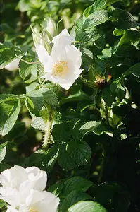 1-2ft White Hedging Rose (Rosa Rugosa 'Alba') Bare Root Hedging Plants Tree Sapling - Pack of 10