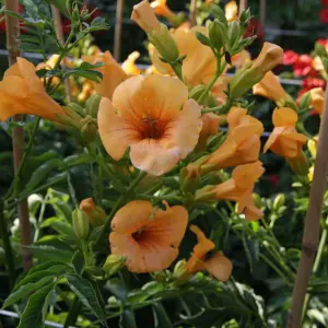 Campsis Summer Jazz Sunrise Gold 2 Litre 15cm Potted Plant x 2