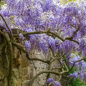 Wisteria Sinensis - Extraordinary Fragrant Flowering Climber 1 X 9cm Pot