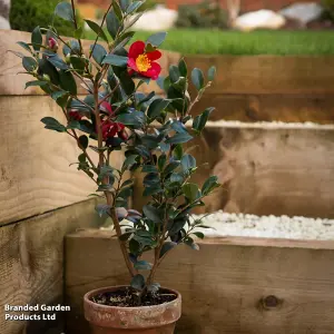 Houseplant Gift Camellia Yuletide 15cm Pot x 1