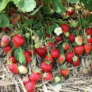 Strawberry Symphony Fruit Bush Fragaria Fruiting Berry Shrub Plant 5 x Bare Root