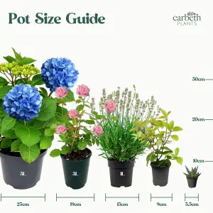 Rose Bush Trio in 2L Pot - 3 Growing Rose Bushes in One Pot