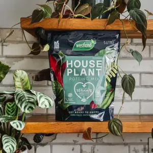 Westland Peat-free Houseplant Compost 4L