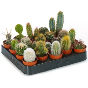 Cactus Plant Mix - Indoor Plant Mix for Home Office, Kitchen, Living Room in Pots (20 plants)