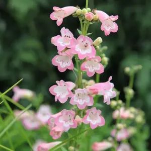 Apple Blossom Beard Tongue Perennials Flowering Plants Penstemon 2L Pot