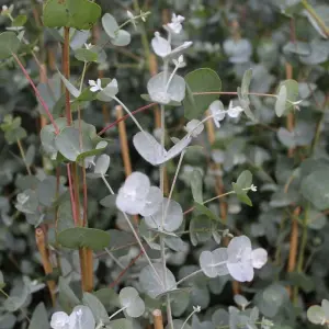 3 x Eucalyptus Gunnii in 9cm Pots - Aromatic Foliage - Evergreen Shrubs