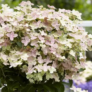 Hydrangea Polestar Garden Shrub - Dual-Tone Pink and White Blooms (15-30cm Height Including Pot)