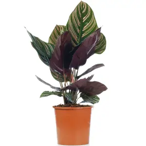 Calathea Ornata - Exotic Foliage, Indoor Houseplant (14cm, 40-50cm)