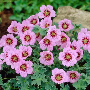 Geranium Rothbury Gem - Pink Flowers, Green Foliage, Compact Plant (15-30cm Height Including Pot)