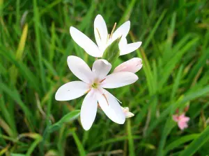 Lincolnshire Pond Plants Ltd Marginal Plants - Pond Plants (Schizostylis Coccinea 'Alba') - 3 Litre potted