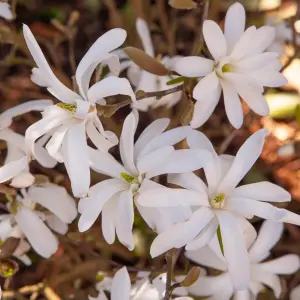 White Magnolia Stellata Star Magnolia Standard Tree 70cm Tall in a 3L Pot Ready to Plant Out in Garden