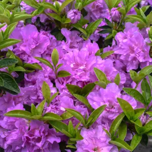 Purple Japanese Azalea (30-40cm Height Including Pot) - Delicate Purple Blooms, Evergreen