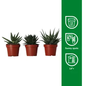 Verve Aloe safari mix in Terracotta Plastic Grow pot 10.5cm