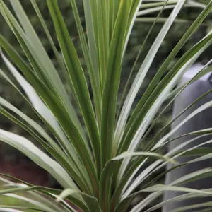 Cabbage Palm Tree Outdoor Shrub Plant Cordyline Australis 2L Pot