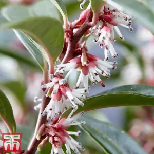 Sarcococca Winter Gem 3 Litre Potted Plant x 2