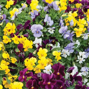 Viola Autumn Jewels Mixed 30 Garden Ready Plants