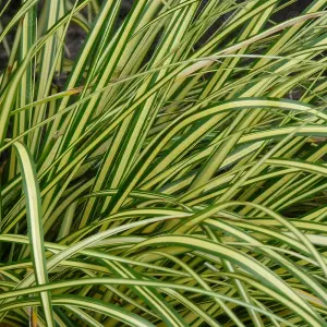 Carex Eversheen - Golden-Yellow Foliage, Evergreen, Hardy (20-30cm Height Including Pot)