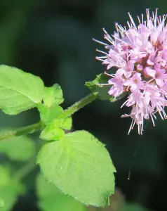 Lincolnshire Pond Plants Ltd Marginal Plants - Pond Plants (Mentha Aquatica) - 1 Litre potted