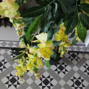 120cm Yellow Flowering Wisteria Tree