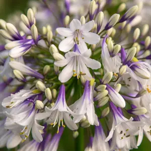 Agapanthus African Lily - Colorful Agapanthus africanus, Deciduous Perennial (10-20cm Height Including Pot)