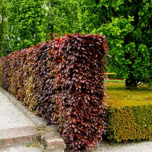 50 Copper Purple Beech 3-4ft Tall Hedging Trees, Stunning all Year Colour 90-120cm 3FATPIGS