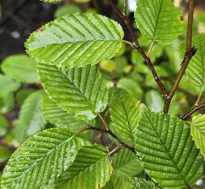 5-6ft Hornbeam (Carpinus Betulus) Field Grown Semi-Evergreen Native Hedge Plants - Pack of 10