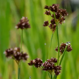 Lincolnshire Pond Plants Ltd Marginal Plants - Pond Plants (Juncus Ensifolius)  - 3x 1 Litre Plants