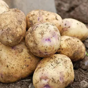 Grow Your Own Vegetables - Potato Kestrel 2kg