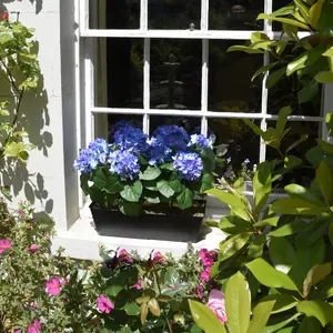 GreenBrokers Artificial Blue Hydrangea Flower in Black Tin Window Box (45cm)