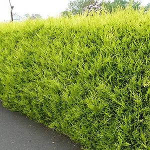 Leylandii Gold - Evergreen Conifer Hedging, Low Maintenance, Fast-Growing (20-40cm, 1 Plant)