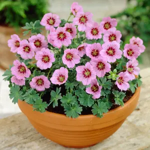 Geranium Rothbury Gem - Pink Flowers, Green Foliage, Compact Plant (15-30cm Height Including Pot)