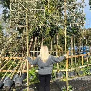 Holm Oak Pleached Tree with Staking Kit - 200cm Stem and 8cm Girth