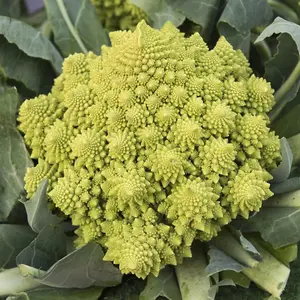 Cauliflower (Romanesco) Veronica 1 Seed Packet (20 Seeds)