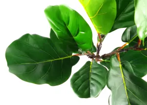 60cm Artificial Fiddle Fig Plant