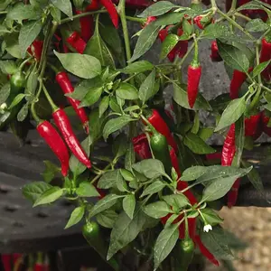 Pepper Chilli Cayennetta 1 Seed Packet (6 Seeds)