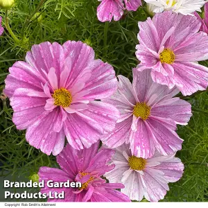 Cosmos Pink Mosaic 1 Packet (15 Seeds)